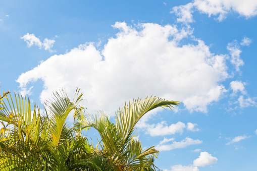 Palm leaves waving in the sun and a pretty cloud above, summer in southwest Florida, USA.