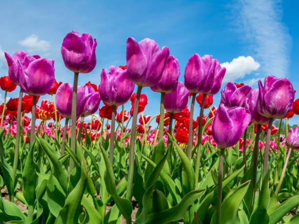 tulips stock photo