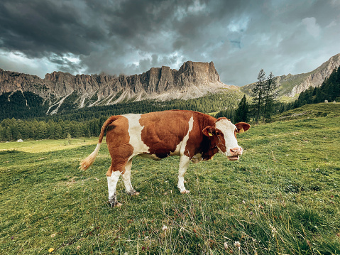 cow in the dolomites