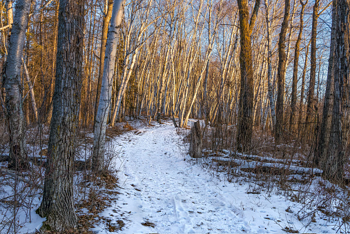 Bunchberry Meadows Conservation Area foot trail entering birch forest lightened with low sun light
