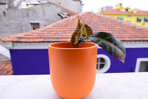Wilted Plant in a Terracotta Pot Overlooking Urban Rooftops on a Cloudy Day