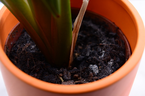 Close-Up View of Green Houseplant in Terracotta Pot Against White Background