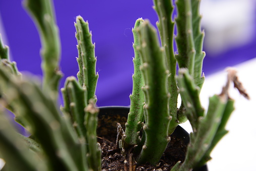 Close-Up View of a Green Cactus Plant Against a Vivid Purple Background