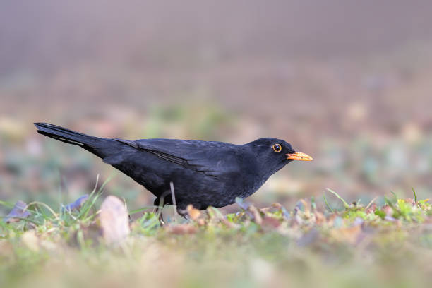istock blackbird in the park 2051029605