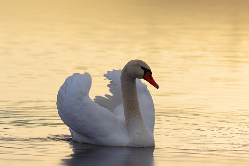 mute swan in beautiful orange light, wild bird at dawn (Cygnus olor)