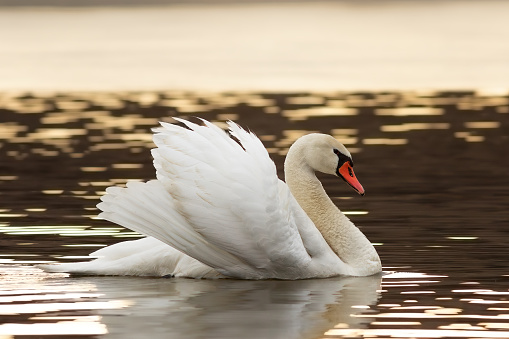 mute swan showing mating behaviour (Cygnus olor)