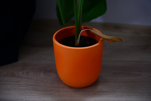 Wilted Green Plant in a Terracotta Pot