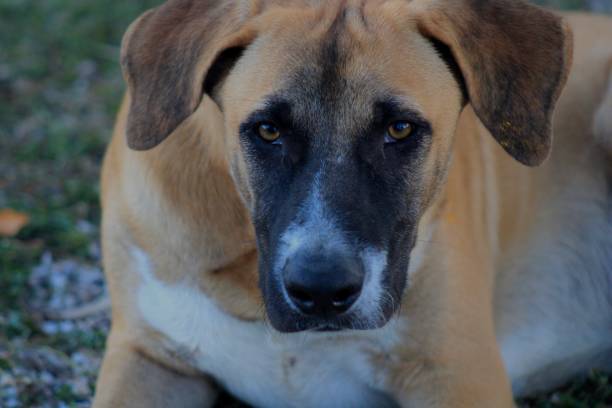 istock A sight into the eyes of a stray dog 2051035446