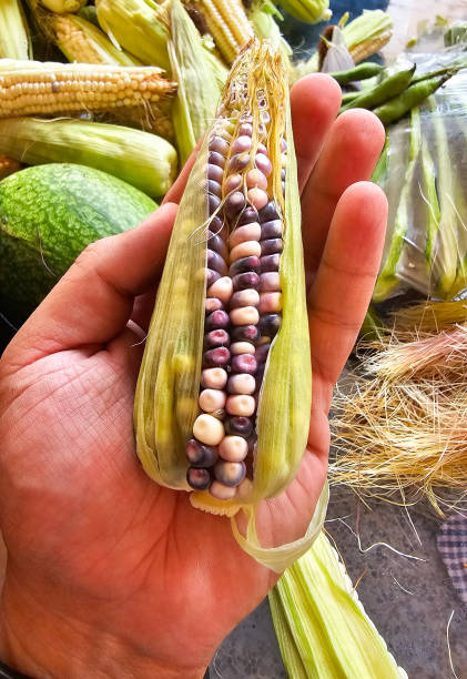 istock A small ear of corn held in one hand. 2051049474