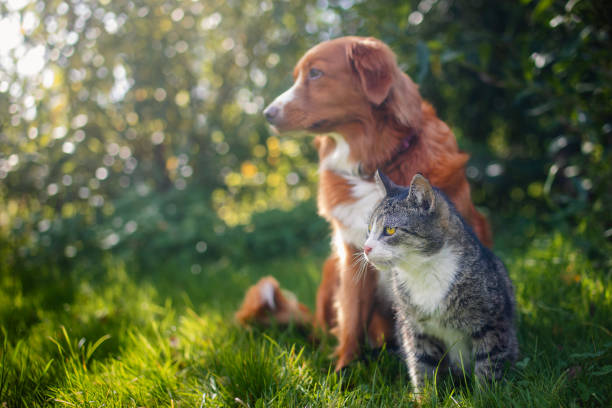 istock Cat and dog sitting together in grass 2051056235
