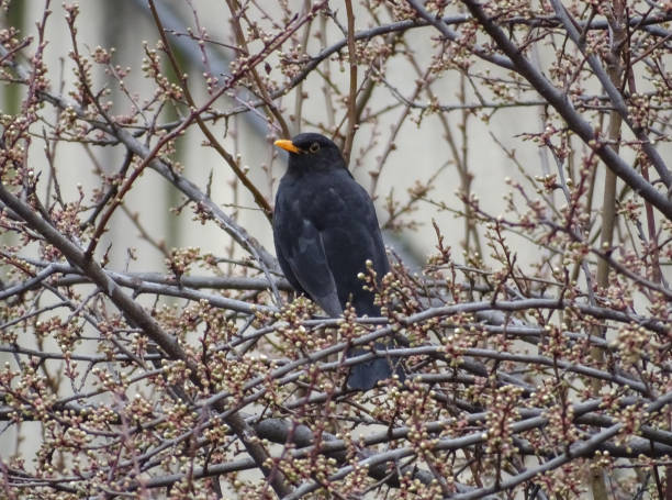 istock Blackbird in a tree in Romania. Turdus merula 2051066719