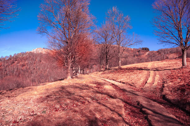 the bare trees along the mountain path. - footpath european alps fence woods imagens e fotografias de stock
