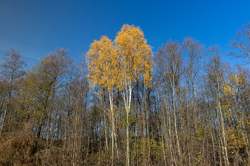 yellowed foliage on birch trees in the autumn season, sunny weather in a birch grove during leaf fall