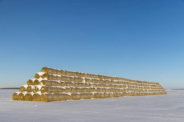 Hay rolls in a field of Cap-aux-Meules island, Iles De La Madeleine