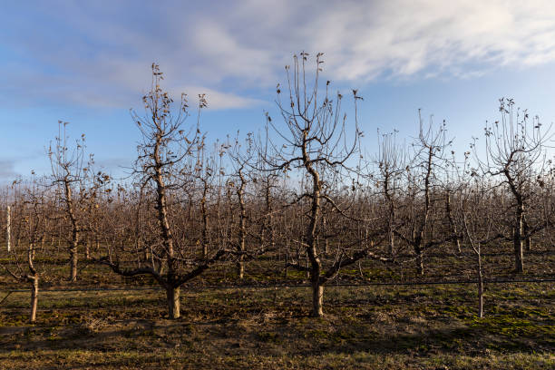 Orchard of dormant almond trees, with tuffs of grass growing from recent rain.\n\nTaken in the San Joaquin Valley, California, USA