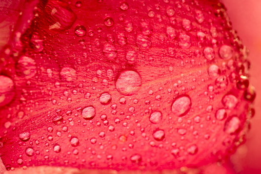petals of a red rose in drops of water, details of red petals of a faded red rose
