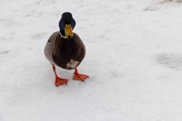 istock wild ducks in the snow in winter 2051074467