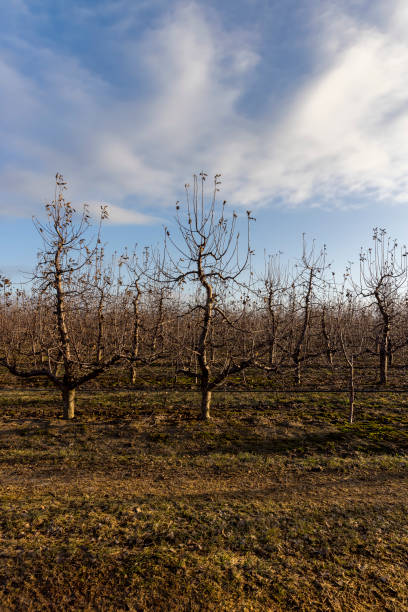 apple orchard with trees during thaw and ice melting - apple tree branch ストックフォトと画像