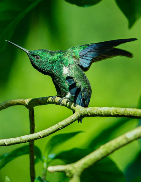 istock Beautiful Green Bird in nature. 2051080408