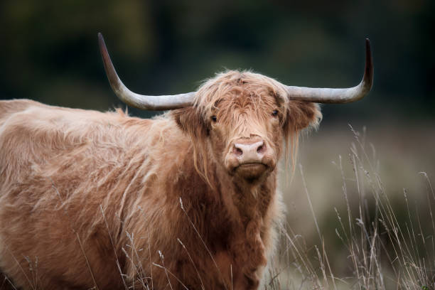 istock Highland Cow in Long Pale Grass 2051084576