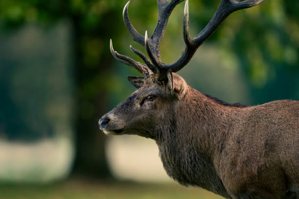 istock Face and Upper Body of Red Deer Hind 2051085127
