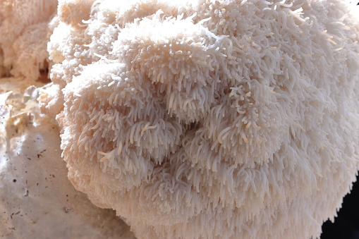 Hericium erinaceus (also called lion's mane mushroom, mountain-priest mushroom, bearded tooth fungus, and bearded hedgehog)