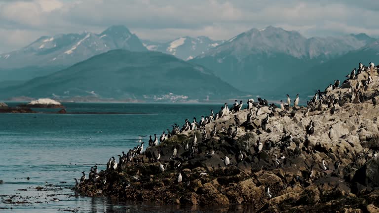 Colonies Of King Cormorant Birds On Mountainous Island Across The Beagle Channel In Tierra del Fuego, Ushuaia, Argentina. Aerial Drone Shot