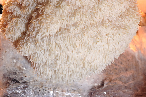 Hericium erinaceus (also called lion's mane mushroom, mountain-priest mushroom, bearded tooth fungus, and bearded hedgehog)