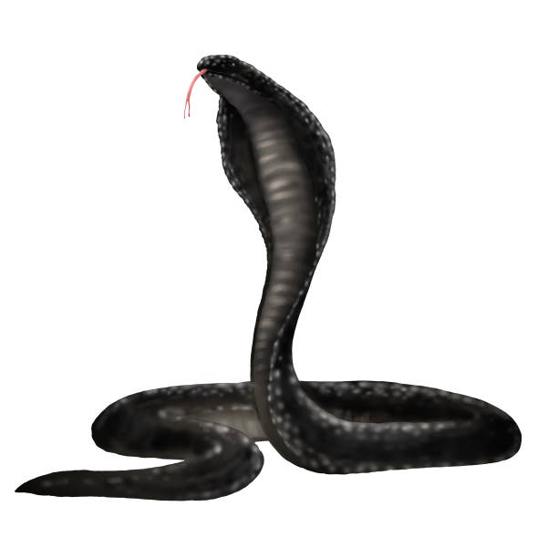 istock illustration of desert cobra isolated 2051109647