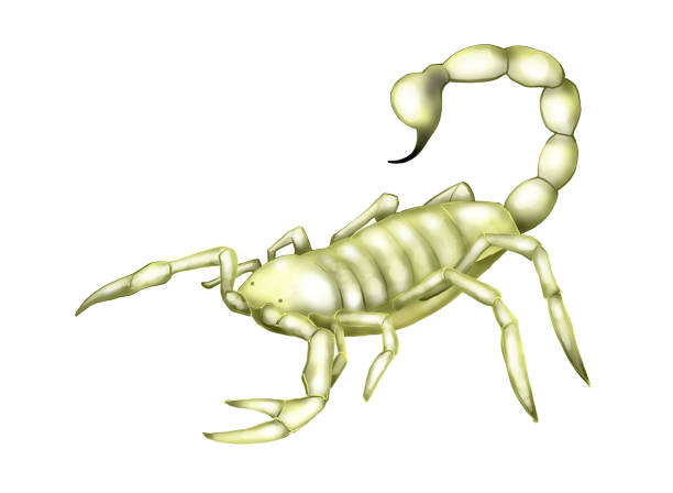 istock illustration of  angry scorpion isolated 2051109653
