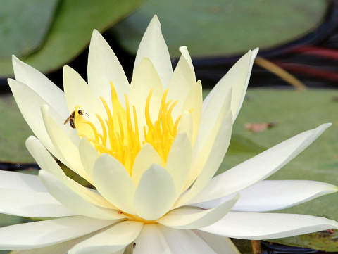 a white water lily with a small insect on the bloom