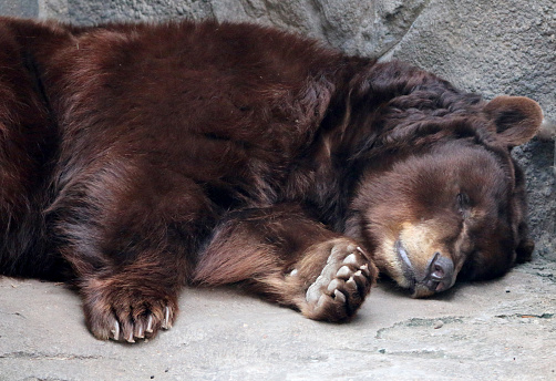 a black bear sleeping on a warm afternoon