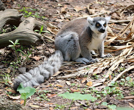 Ring-Tailed Lemur with a baby Ring Tailed Lemur on its back sitting high up in a tree.