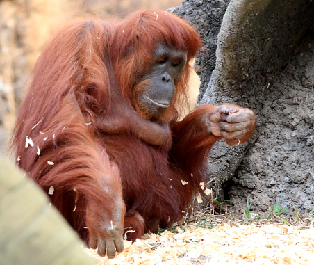 Orangutan, Pongo pygmaeus, Tanjung Puting National Park, Borneo, Indonesia