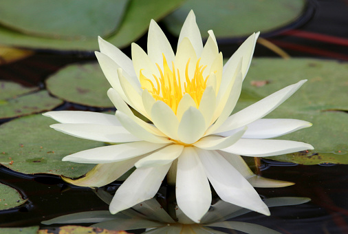 a beautiful white lily floating among the lily pads in a small pond
