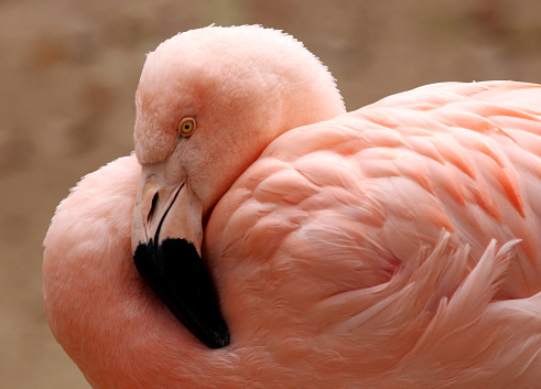 a flamingo resting