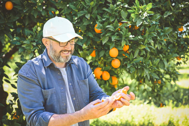 istock Farmer picking ripe oranges in the garden 2051111779