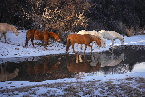 Domesticated horses drink from a stream during the winter in Wyoming.