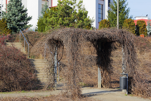 A park pergola with climbing plants that are now leafless because it is winter. This can be seen in a public park in the Goclaw housing estate in Warsaw, Poland.