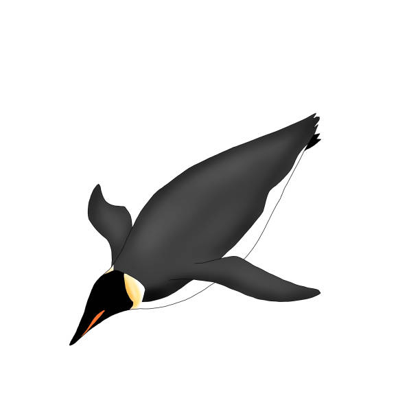ilustraciones, imágenes clip art, dibujos animados e iconos de stock de ilustración del pingüino emperador nadador aislado - nobody beak animal head penguin