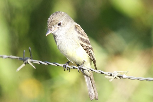 Least Flycatcher enjoying the winter in the tropical climate of Central America