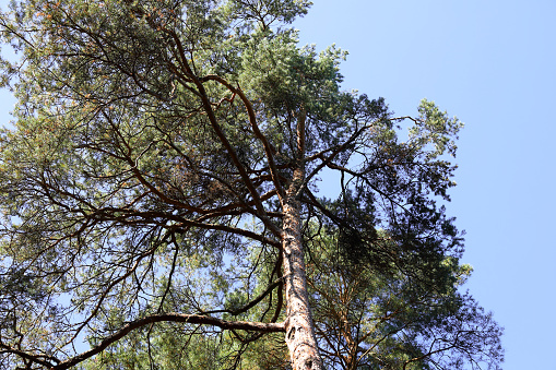 If you look up, you can see the tall pine trees that grow in a forest in Poland, close to a village called Wilga .