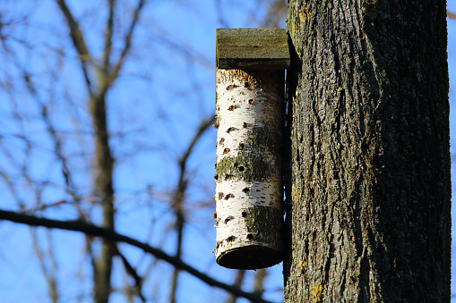 Insect house made from a piece of birch fixed to a tree trunk in a park in the Goclaw housing estate in Warsaw. Protecting the environment is also about caring for insects, bugs and organic gardening.