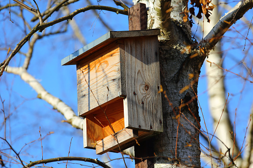 A wooden bat house has been attached to a tree trunk in a public park in the Goclaw housing estate in Warsaw.