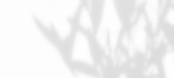 istock White wall with shadow of leaves overlay. Sunlight effect shadow on the wall. 2051130305