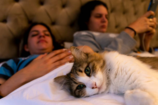istock Mom and daughter lying on the bed and watching a cat who is lying on them. 2051140207
