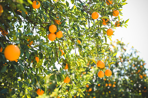 Ripe oranges grow on a tree