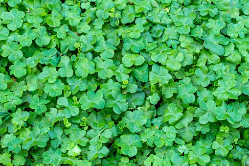 Background or screen saver photography of shamrock or clovers in a Florida Garden.