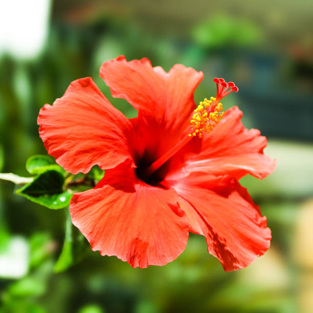 istock Red Hibiscus Flower 2051164246
