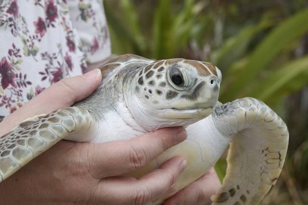istock Sea Turtle At Hands On Turtle Exhibit 2051169467